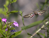 White Lined Sphinx Moth 2873